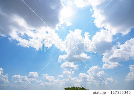 夏の雲と木立 夏の雲と木立 117555340