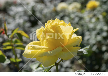黄色いバラの花 117555455