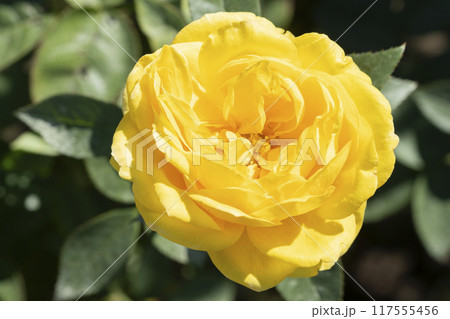 黄色いバラの花 117555456
