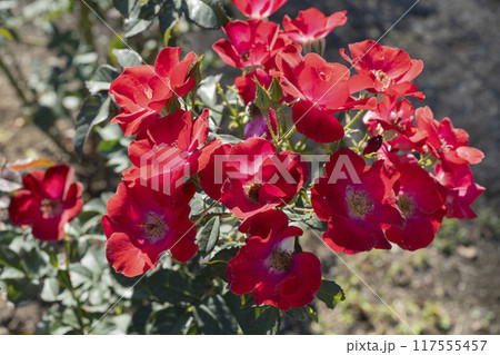 赤いバラの花 赤いバラの花 117555457