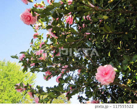 ピンク色の山茶花の花 ピンク色の山茶花の花 117555522