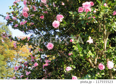 ピンク色の山茶花の花 117555523