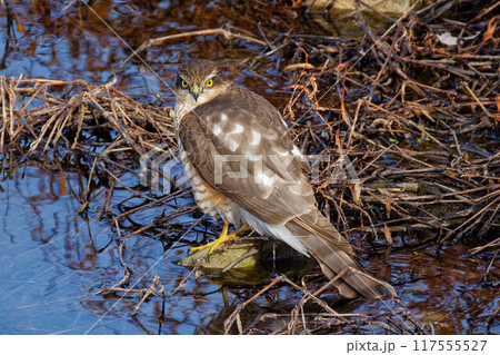 水辺にいるハイタカ幼鳥 117555527