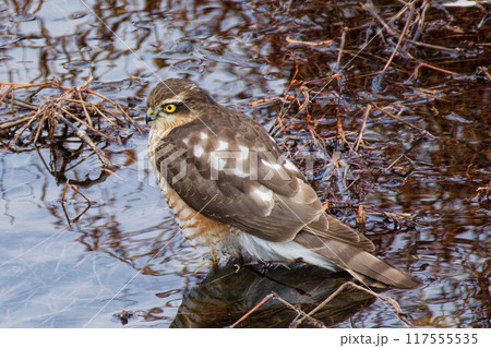 水辺で餌探しをするハイタカ幼鳥 水辺で餌探しをするハイタカ幼鳥 117555535