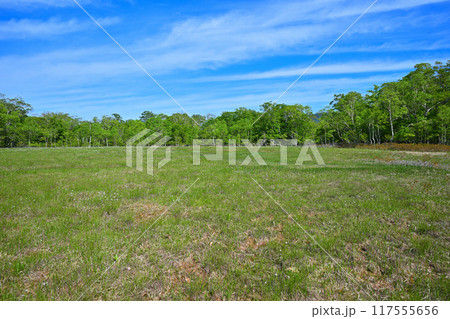 武尊　田代湿原　ワタスゲが広がる　初夏の風景　群馬県　　　 117555656