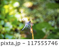 トンボ 117555746
