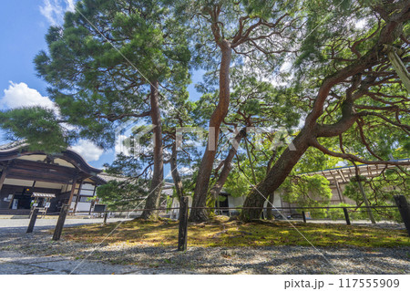 京都　醍醐寺塔頭　三宝院　大玄関前にある立派な松の木 117555909