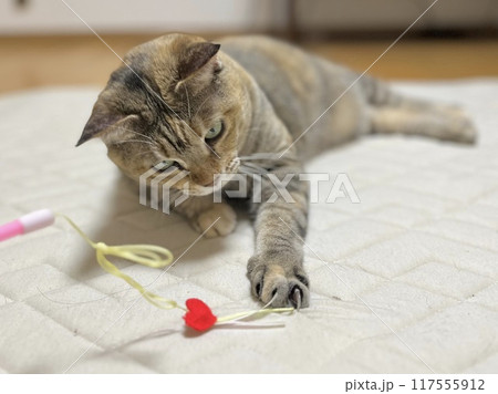 ハートのついたオモチャで遊ぶ茶キジ猫 117555912