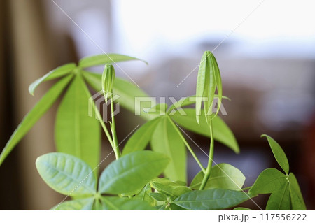 観葉植物の緑　パキラの新芽 117556222
