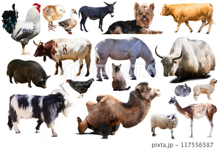 set of farm animals set of farm animals 117556587