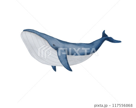水彩画風のシロナガスクジラのイラスト素材 水彩画風のシロナガスクジラのイラスト素材 117556868