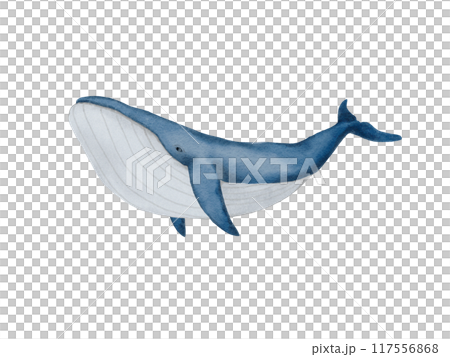 Watercolor illustration of a blue whale Watercolor illustration of a blue whale 117556868