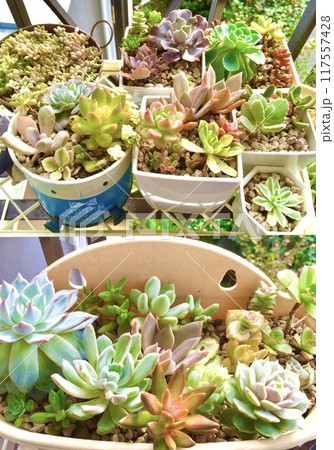 ベランダの多肉植物の寄せ植えが紅葉を迎えた様子 117557428