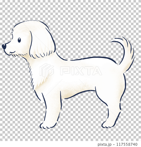 立っているマルチーズ横向き色鉛筆の手描きイラスト 立っているマルチーズ横向き色鉛筆の手描きイラスト 117558740