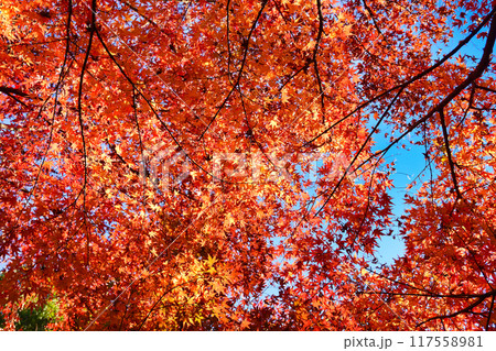 大町公園　もみじ山の美しい紅葉（大町自然観察園）千葉県市川市 117558981