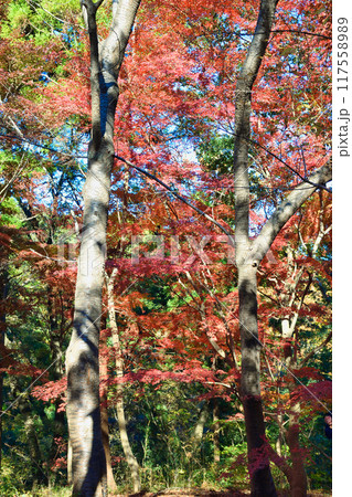 大町公園 もみじ山の美しい紅葉(大町自然観察園)千葉県市川市 大町公園 もみじ山の美しい紅葉(大町自然観察園)千葉県市川市 117558989
