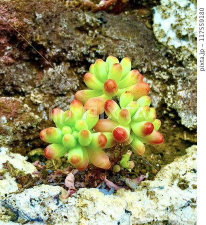 紅葉する多肉植物「乙女心」 117559180