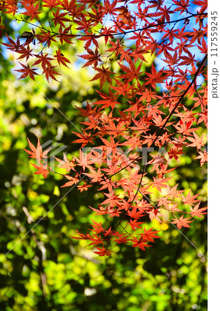 大町公園 もみじ山の美しい紅葉(大町自然観察園)千葉県市川市 大町公園 もみじ山の美しい紅葉(大町自然観察園)千葉県市川市 117559245