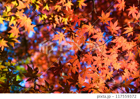 大町公園　もみじ山の美しい紅葉（大町自然観察園）千葉県市川市 117559372