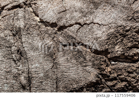 Background texture of old weathered bark 117559406