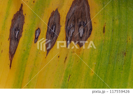 Banana leaf texture turns yellow due to fungal pests Banana leaf texture turns yellow due to fungal pests 117559426