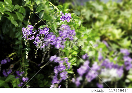 秋の風に揺れる紫色のタイワンレンギョウの花 117559454
