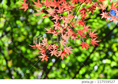 大町公園　もみじ山の美しい紅葉（大町自然観察園）千葉県市川市 117559527