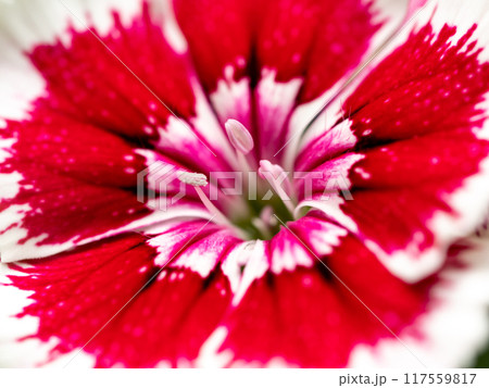The stamens and petals of Dianthus flower The stamens and petals of Dianthus flower 117559817