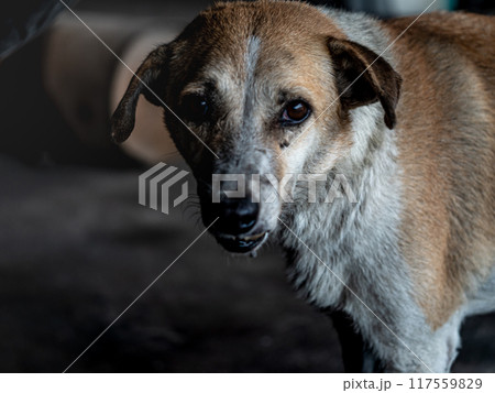 A stray dog with a dirty face Weary and tired A stray dog with a dirty face Weary and tired 117559829
