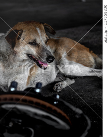 A stray dog sleeps on the floor in a garage A stray dog sleeps on the floor in a garage 117559830