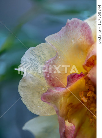 Close-up delicate rose pollens and petals as nature background Close-up delicate rose pollens and petals as nature background 117559844