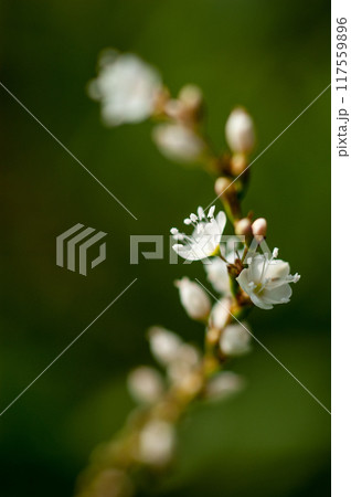 信濃川・やすらぎ堤の白花桜蓼(しろばなさくらたで) 117559896