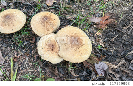 Poisonous mushroom Chlorophyllum molybdites natural blooming white flowers in grass field ,Thailand.. Poisonous mushroom Chlorophyllum molybdites natural blooming white flowers in grass field ,Thailand.. 117559998