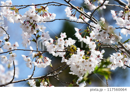 桜の木のメジロ 117560064