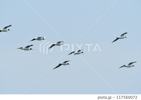 飛ぶユリカモメ 117560072