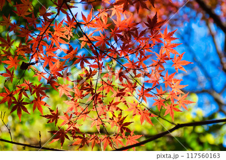大町公園 もみじ山の美しい紅葉(大町自然観察園)千葉県市川市 大町公園 もみじ山の美しい紅葉(大町自然観察園)千葉県市川市 117560163