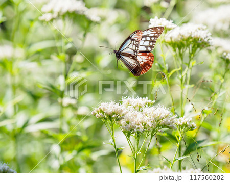 アサギマダラの飛翔 117560202
