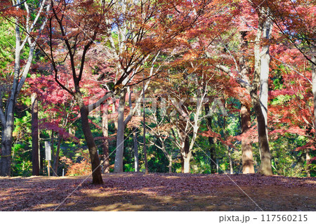 大町公園 もみじ山の美しい紅葉(大町自然観察園)千葉県市川市 大町公園 もみじ山の美しい紅葉(大町自然観察園)千葉県市川市 117560215