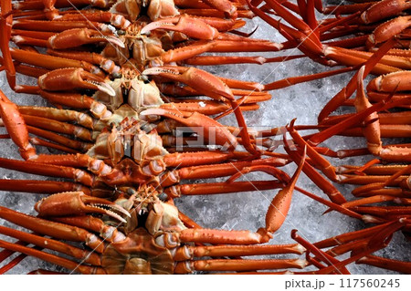 魚市場に並ぶ紅ズワイガニ 魚市場に並ぶ紅ズワイガニ 117560245