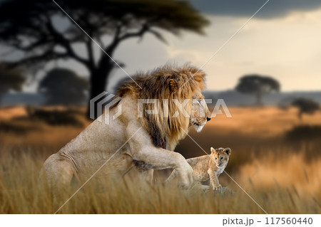 Lion cub, National park of Kenya, Africa Lion cub, National park of Kenya, Africa 117560440