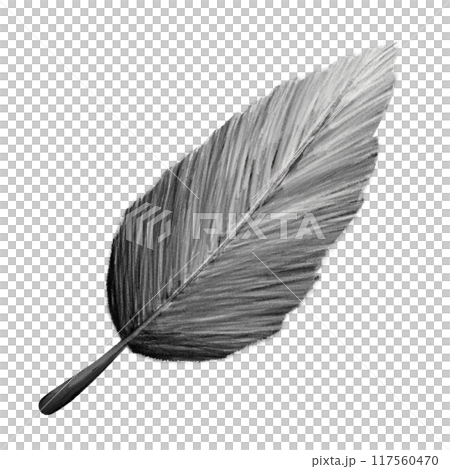 Feather black and white isolated illustration Feather black and white isolated illustration 117560470
