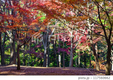 大町公園 もみじ山の美しい紅葉(大町自然観察園)千葉県市川市 大町公園 もみじ山の美しい紅葉(大町自然観察園)千葉県市川市 117560662