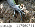 大トカゲの足 117560741