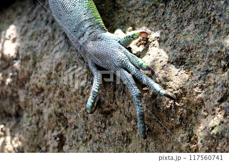 大トカゲの足 117560741
