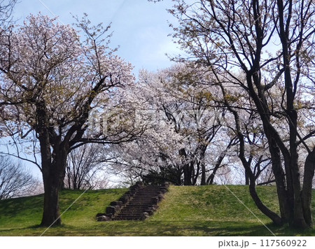 桜の木み囲まれた石の階段 桜の木み囲まれた石の階段 117560922