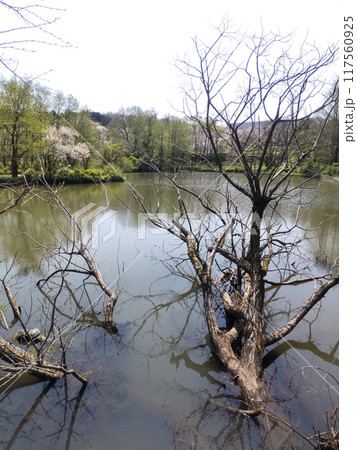 湖畔の枯れ木と満開の桜 117560925