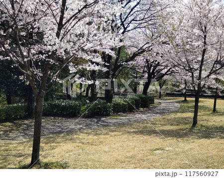 桜並木の道満開 117560927