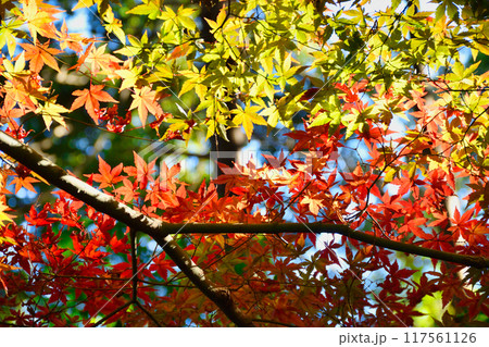 大町公園 もみじ山の美しい紅葉(大町自然観察園)千葉県市川市 大町公園 もみじ山の美しい紅葉(大町自然観察園)千葉県市川市 117561126