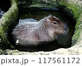 半身浴するカピバラ 117561172