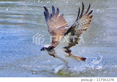 やっぱかっこいいー 117561276